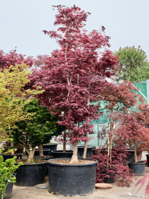Acer pal. 'Bloodgood' - Vaxtinredarna.se