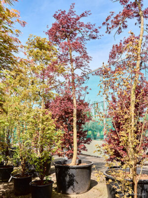 Acer pal. diss. 'Inaba-shidare' (380-420)