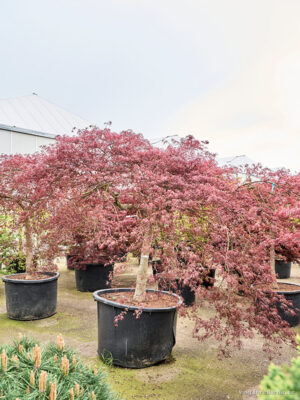 Acer pal. diss. 'Inaba-shidare'