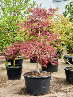 Acer pal. 'Garnet' - Vaxtinredarna.se