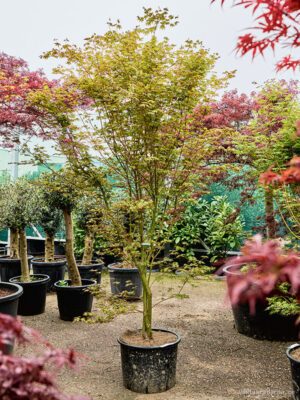 Acer pal. 'Green' (180-220) - Vaxtinredarna.se