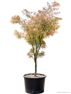 Acer pal. 'Linearilobum' (150-200) - Vaxtinredarna.se