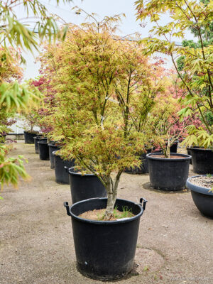 Acer pal. 'Linearilobum' (200-260) - Vaxtinredarna.se