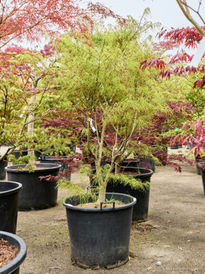 Acer pal. 'Linearilobum' - Vaxtinredarna.se