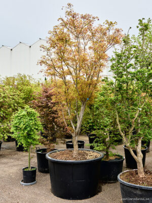 Acer pal. 'Linearilobum' - Vaxtinredarna.se