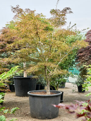 Acer pal. 'Linearilobum' - Vaxtinredarna.se