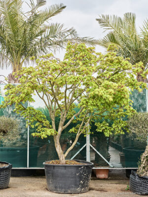 Acer pal. 'Osakazuki'