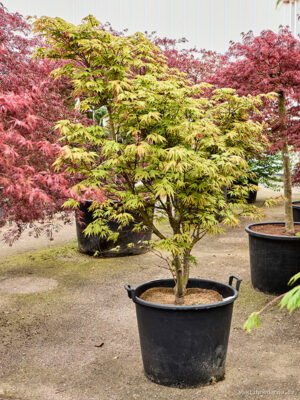 Acer pal. 'Osakazuki' - Vaxtinredarna.se