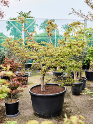 Acer pal. 'Osakazuki' - Vaxtinredarna.se