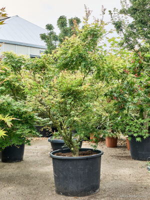 Acer pal. 'Polymorphum' - Vaxtinredarna.se