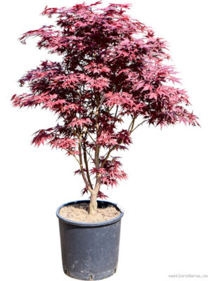 Acer pal. 'Red Flash' (120-150) - Vaxtinredarna.se