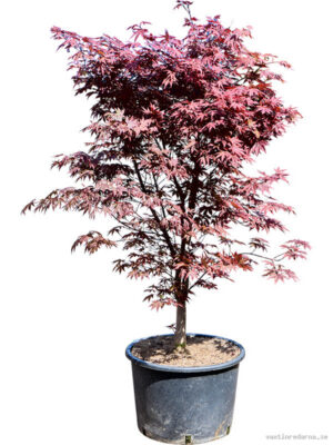 Acer pal. 'Red Flash' (150-200) - Vaxtinredarna.se