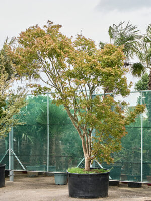 Acer pal. 'Reticulatum' - Vaxtinredarna.se