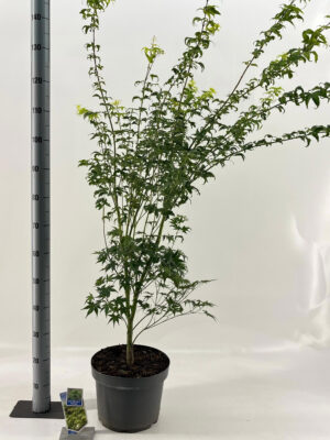 Acer palmatum 'Aoyagi'