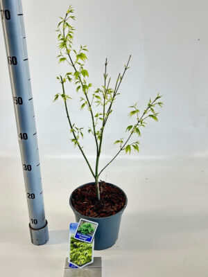 Acer palmatum 'Aoyagi'