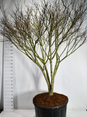 Acer palmatum 'Atropurpureum'