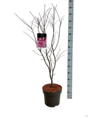 Acer palmatum 'Atropurpureum' - Vaxtinredarna.se