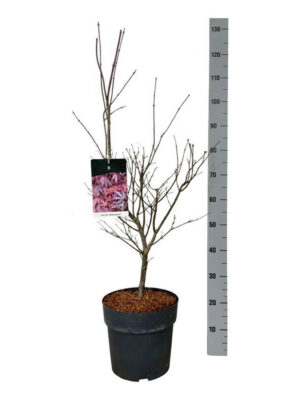 Acer palmatum 'Atropurpureum' - Vaxtinredarna.se
