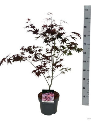Acer palmatum 'Atropurpureum'
