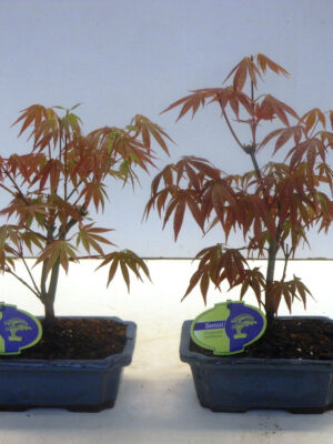 Acer palmatum 'Atropurpureum'