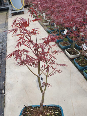 Acer palmatum 'Atropurpureum'