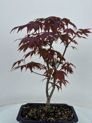 Acer palmatum 'Atropurpureum'