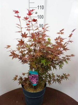 Acer palmatum 'Atropurpureum'