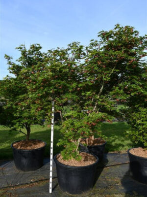 Acer palmatum 'Autumn Red'