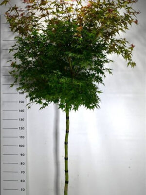 Acer palmatum 'Beni-maiko'