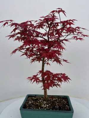 Acer palmatum 'Beni-maiko'