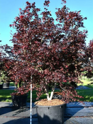 Acer palmatum 'Bloodgood'