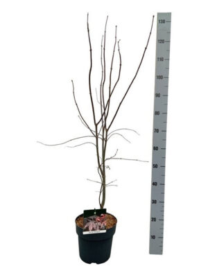 Acer palmatum 'Bloodgood'