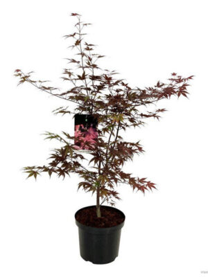 Acer palmatum 'Bloodgood'