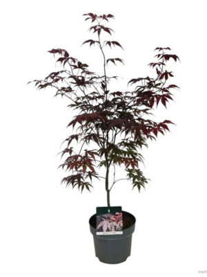 Acer palmatum 'Bloodgood'