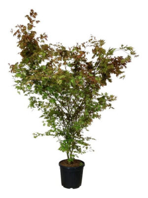 Acer palmatum 'Brown Sugar'