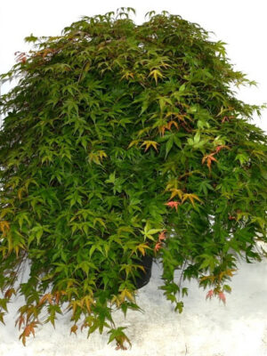 Acer palmatum 'Cascade Ruby'