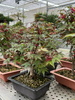 Acer palmatum 'Deshojo'
