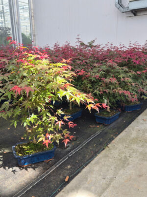 Acer palmatum 'Deshojo'