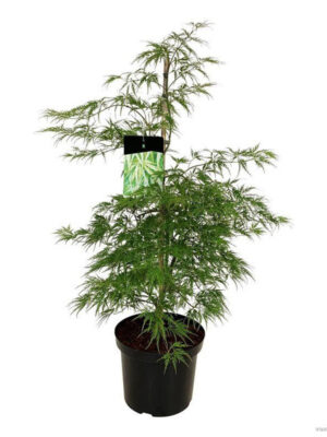 Acer palmatum 'Dissectum'