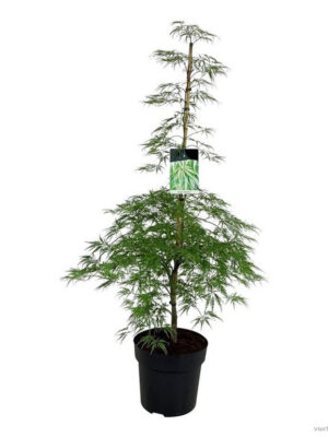 Acer palmatum 'Dissectum'