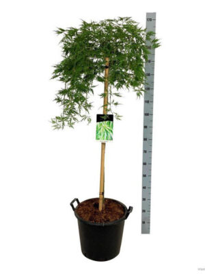 Acer palmatum 'Dissectum'
