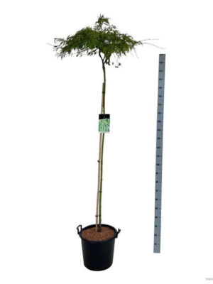 Acer palmatum 'Dissectum'