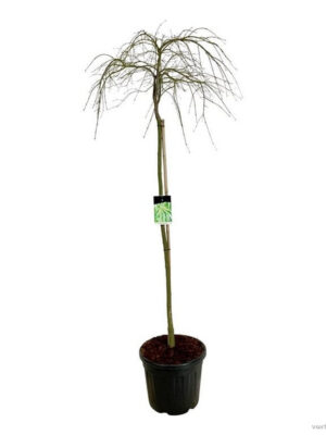 Acer palmatum 'Dissectum'