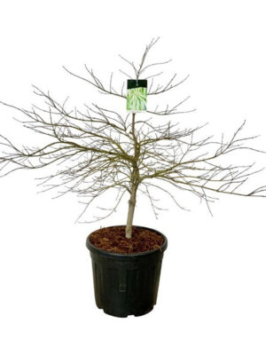 Acer palmatum 'Dissectum'