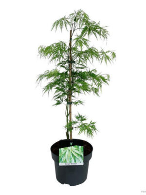 Acer palmatum 'Dissectum'