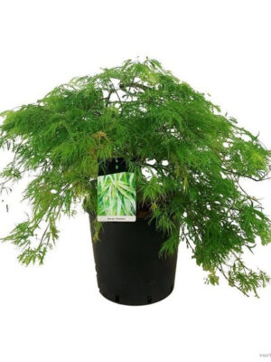 Acer palmatum 'Dissectum'
