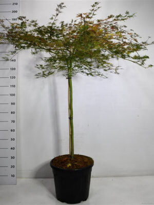 Acer palmatum 'Emerald Lace'