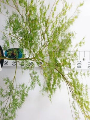 Acer palmatum 'Emerald Lace'