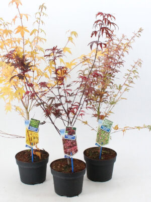 Acer palmatum