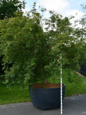 Acer palmatum